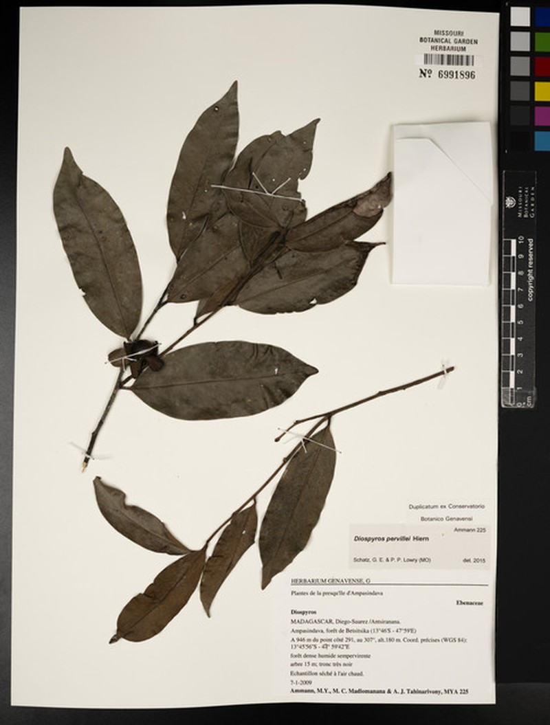 Diospyros pervillei photo 8