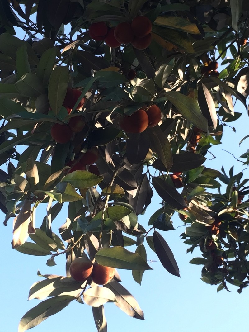 Diospyros philippinensis