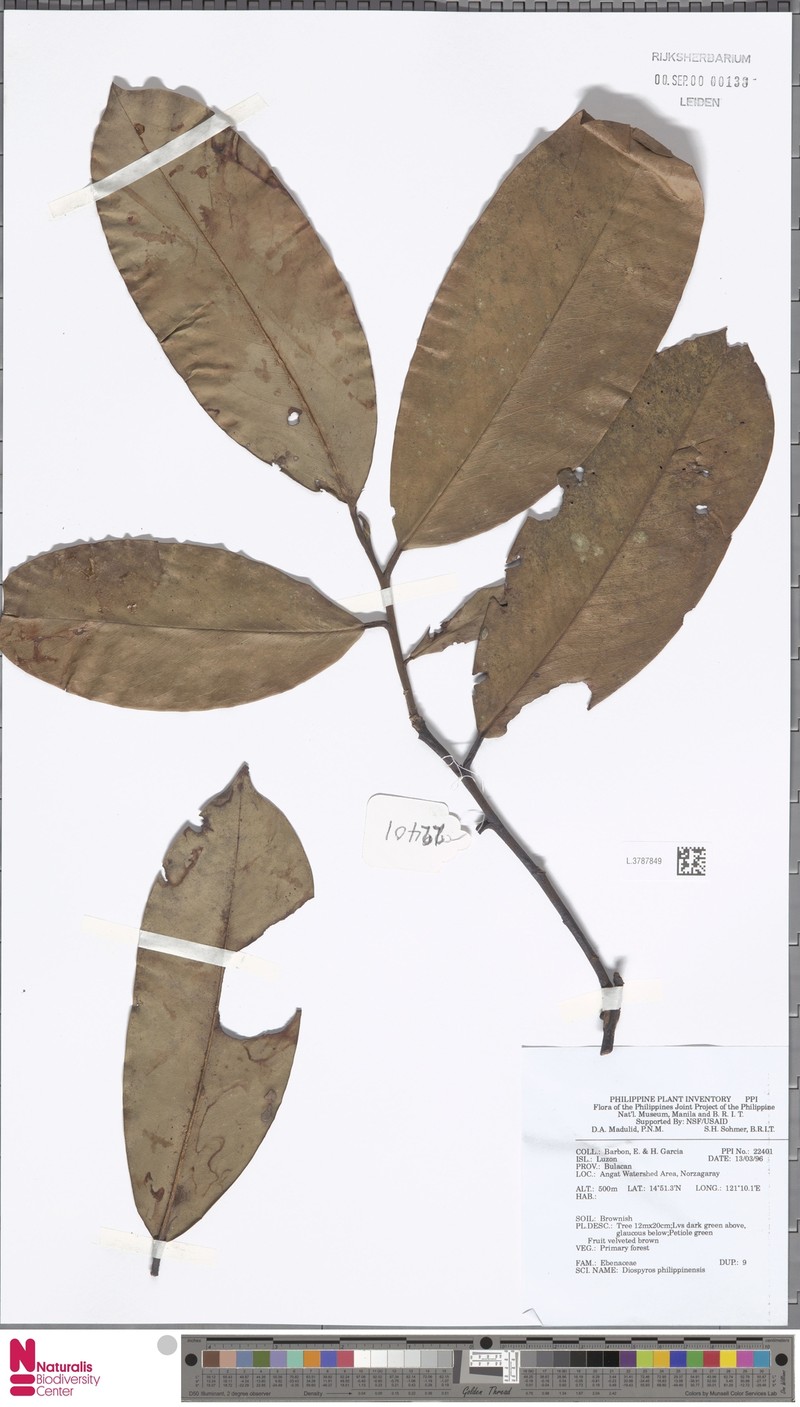 Diospyros philippinensis photo 2
