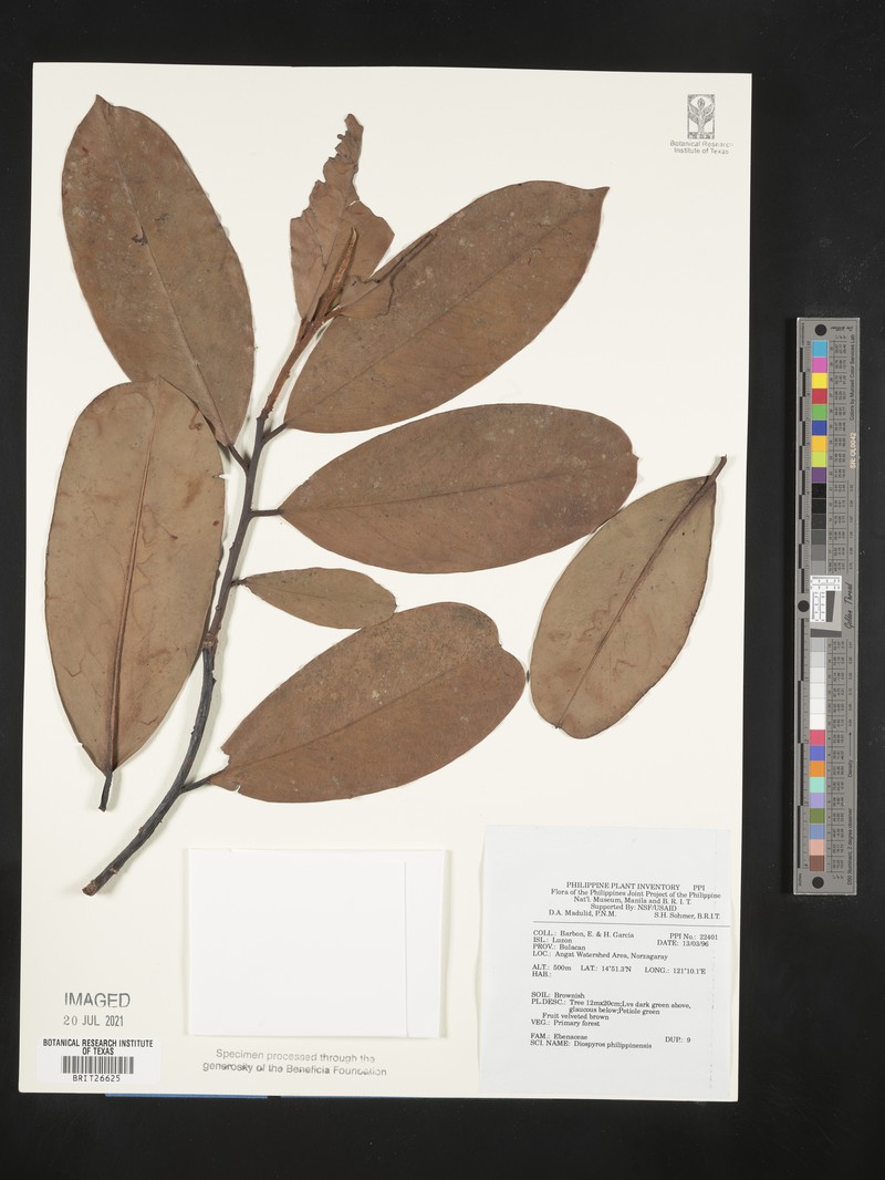 Diospyros philippinensis photo 3