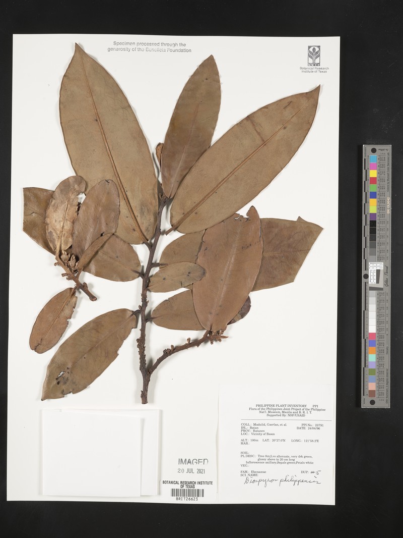 Diospyros philippinensis photo 4