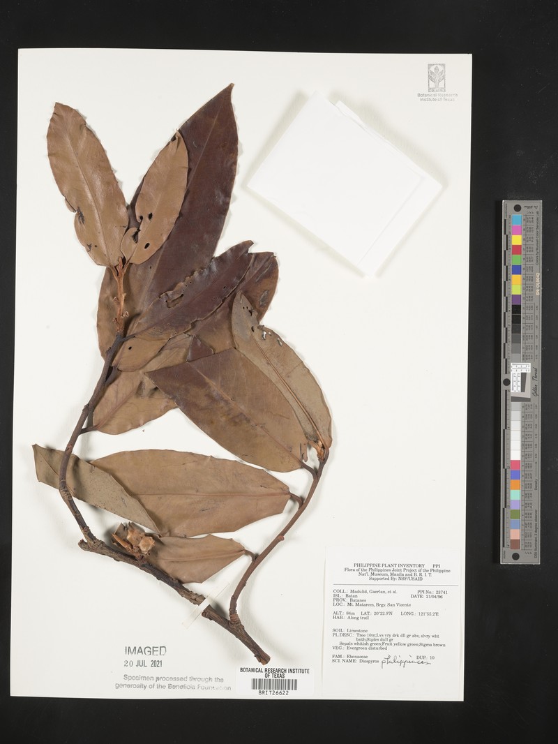 Diospyros philippinensis photo 5