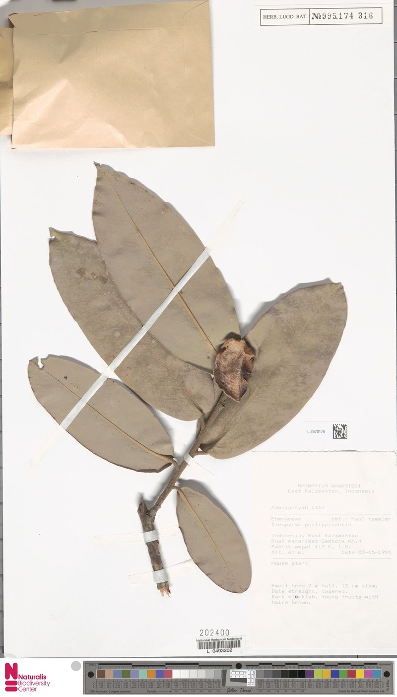 Diospyros philippinensis photo 6