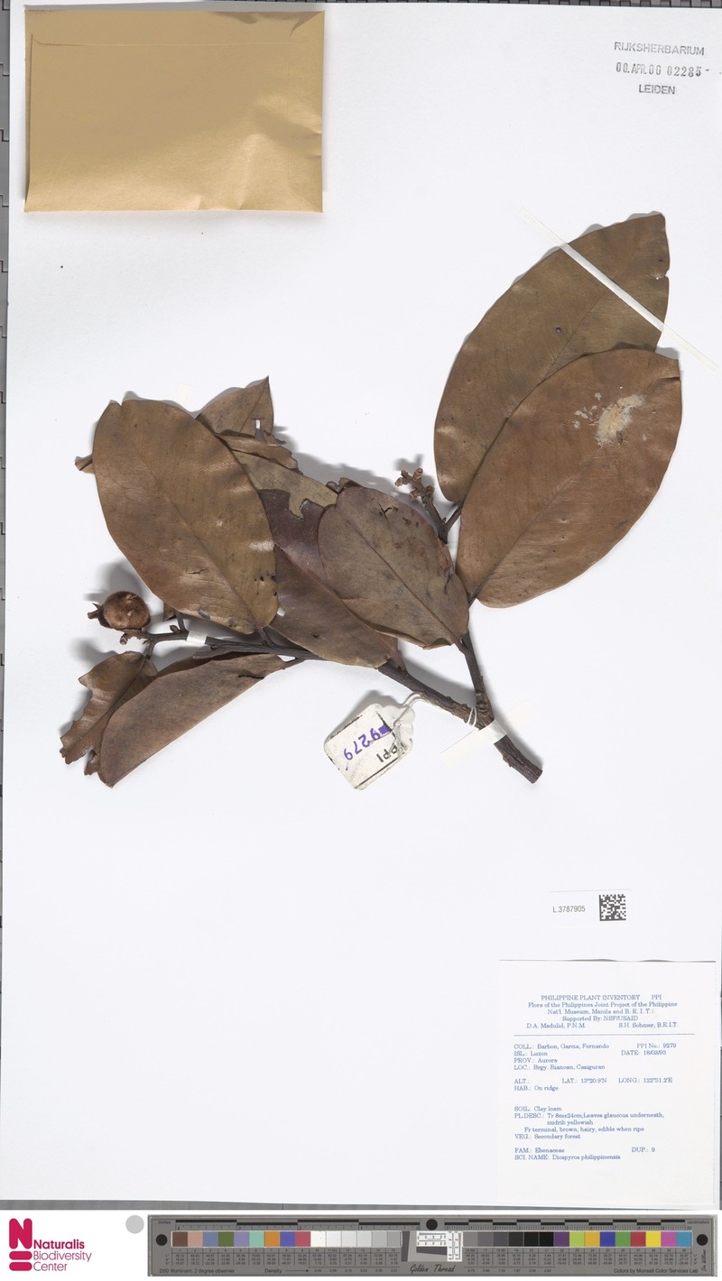 Diospyros philippinensis photo 7