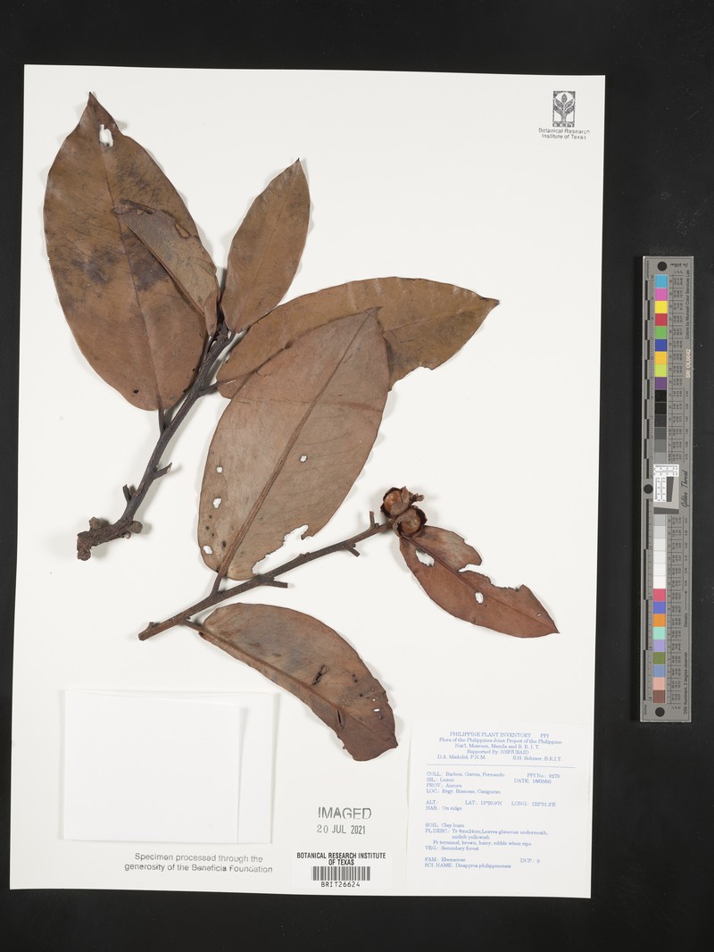 Diospyros philippinensis photo 8