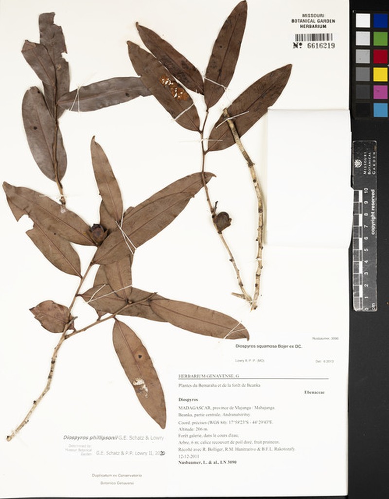 Diospyros phillipsonii
