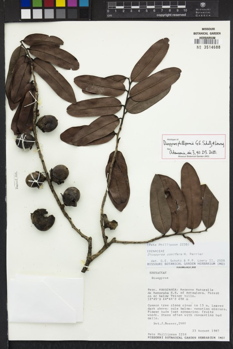 Diospyros phillipsonii photo 2