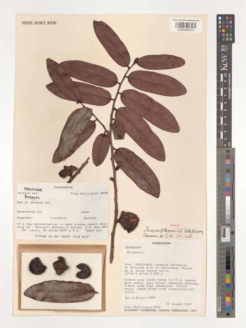 Diospyros phillipsonii photo 3