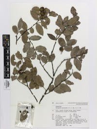 Diospyros phlebodes