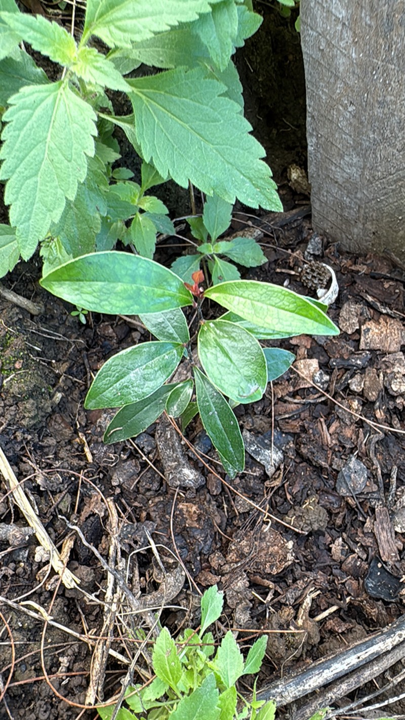 Diospyros phlebodes photo 2