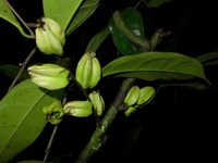 Diospyros physocalycina
