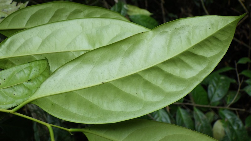 Diospyros physocalycina photo 2