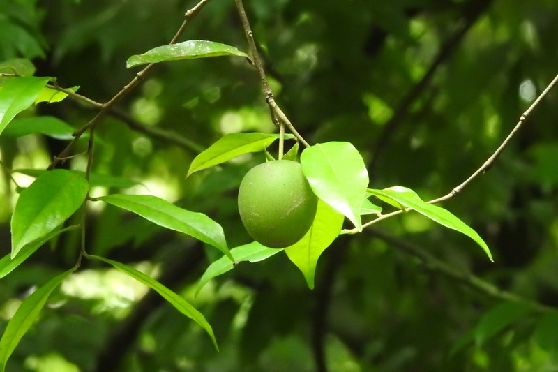 Diospyros pilosiuscula