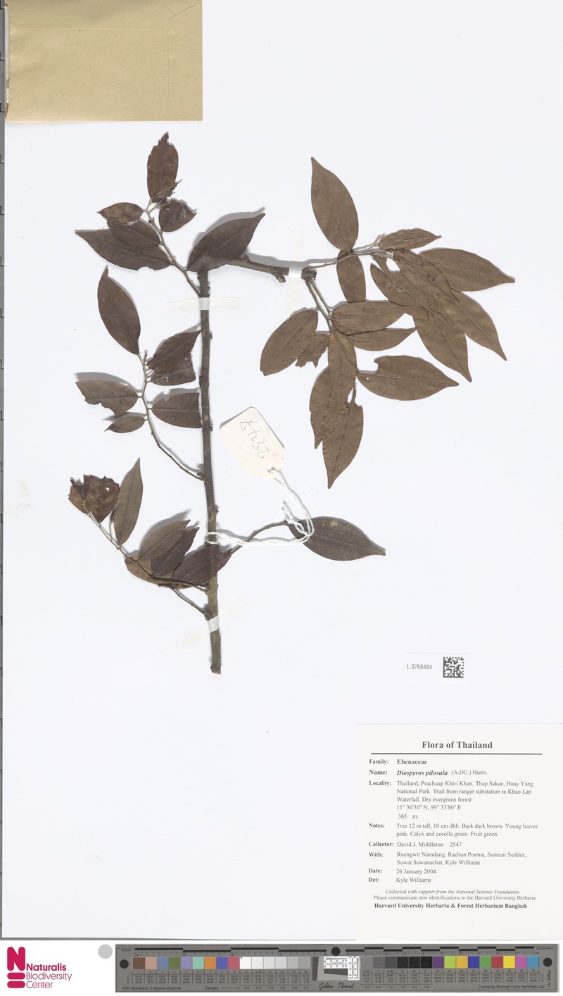 Diospyros pilosiuscula photo 2