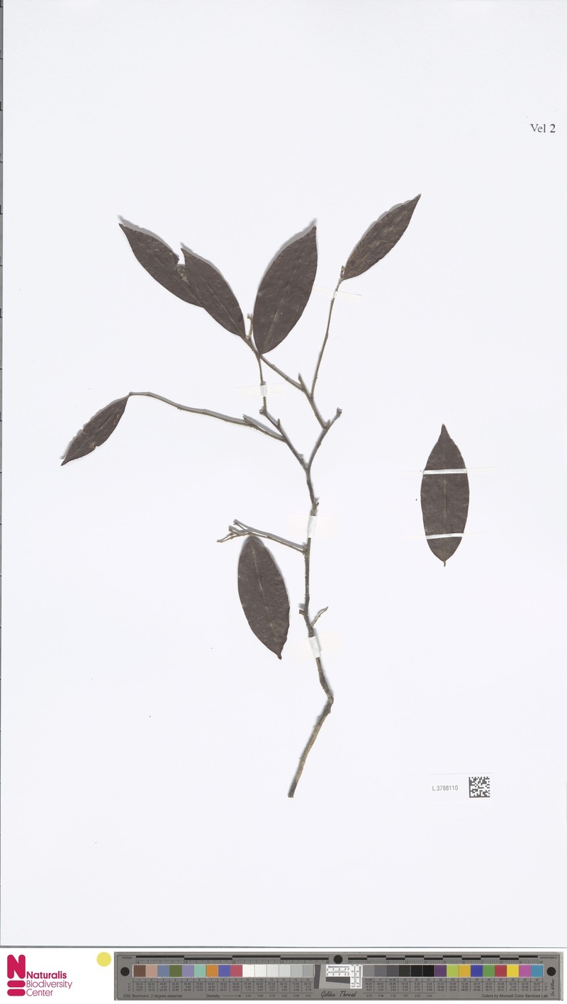 Diospyros pilosiuscula photo 3