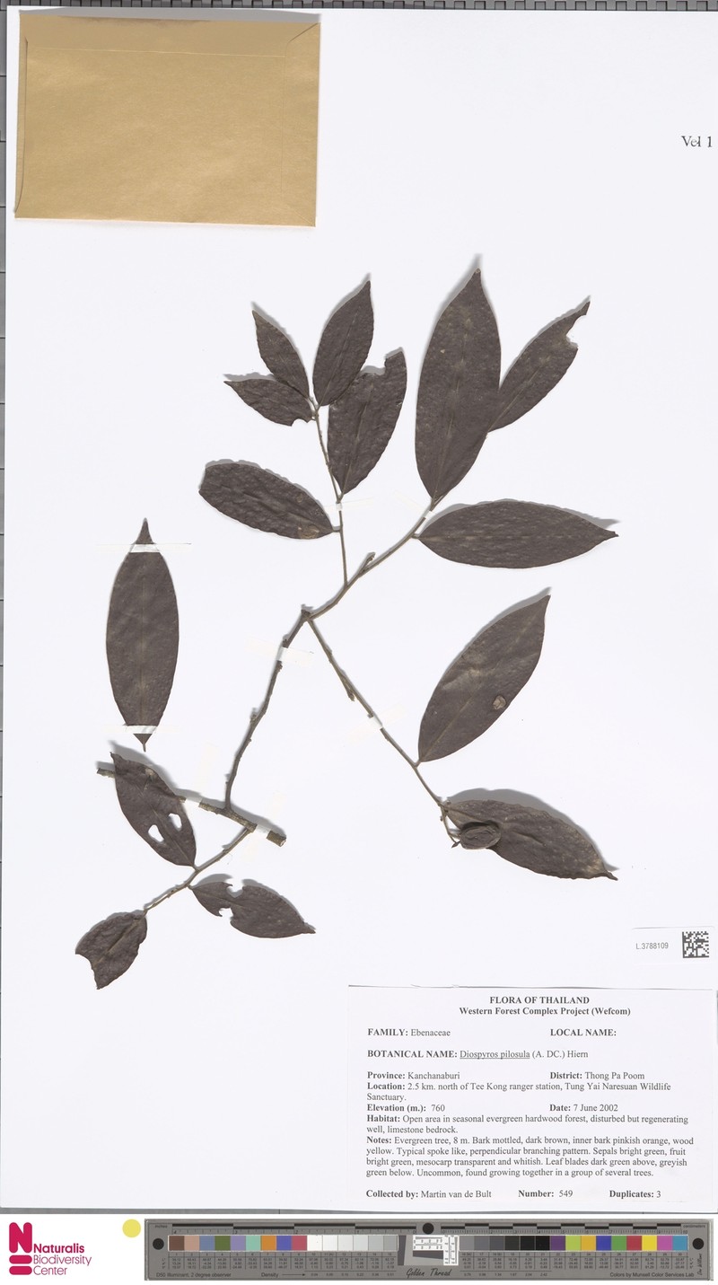 Diospyros pilosiuscula photo 4