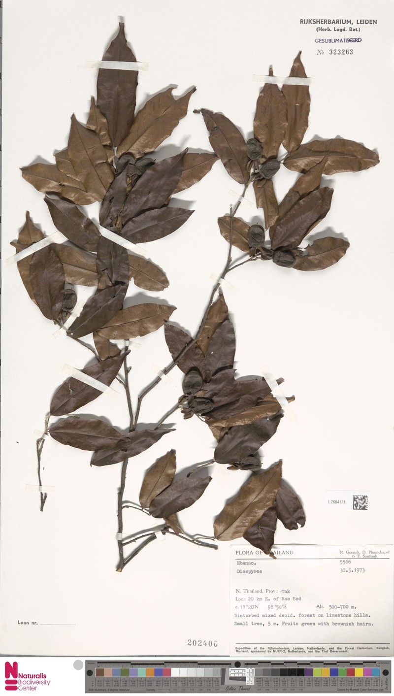 Diospyros pilosiuscula photo 5