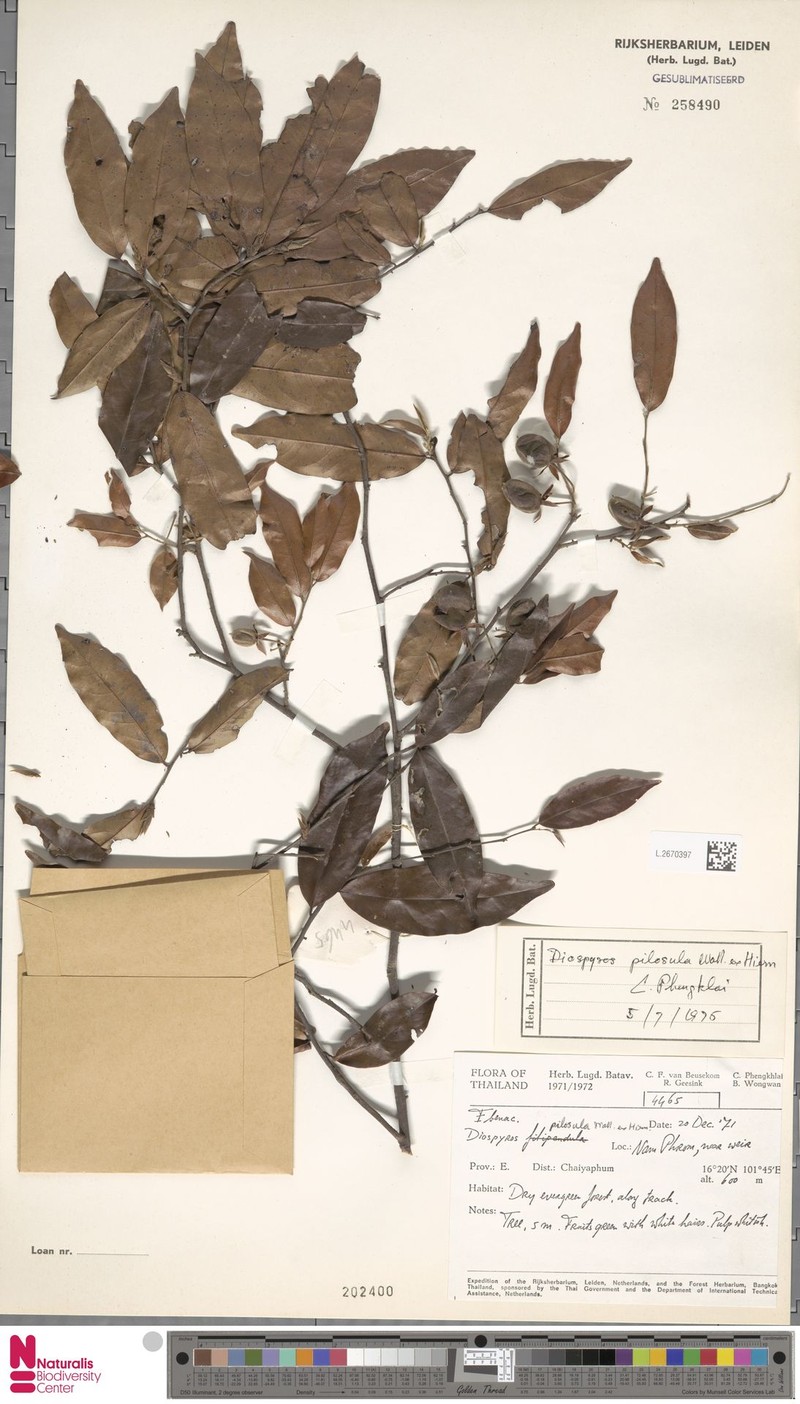 Diospyros pilosiuscula photo 6
