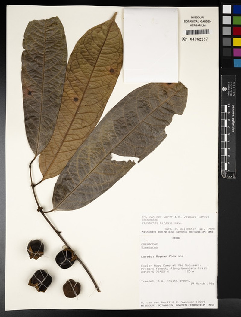 Diospyros piresii