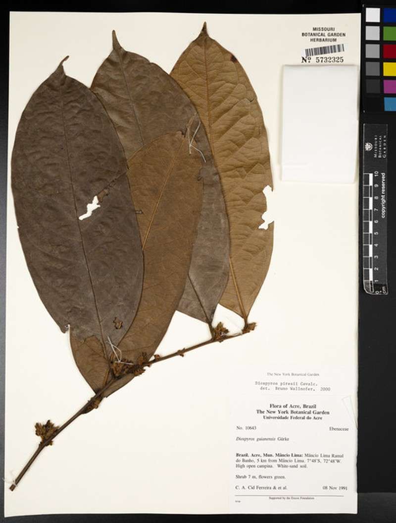 Diospyros piresii photo 2