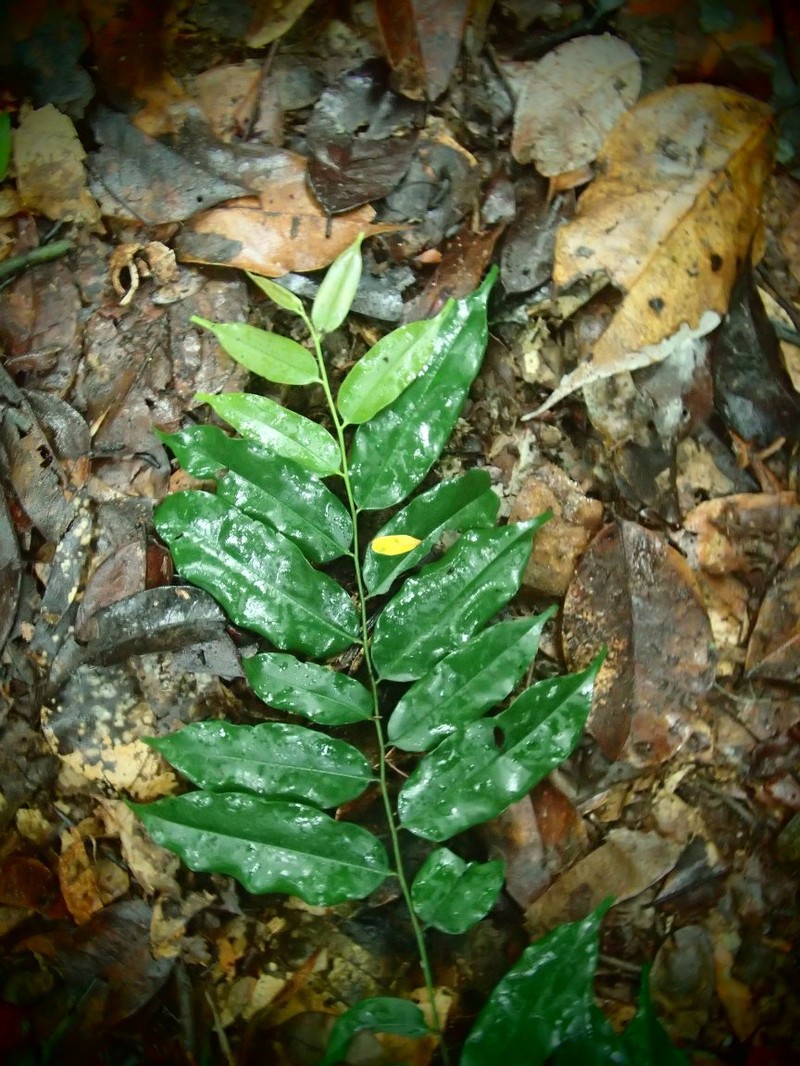 Diospyros piscatoria