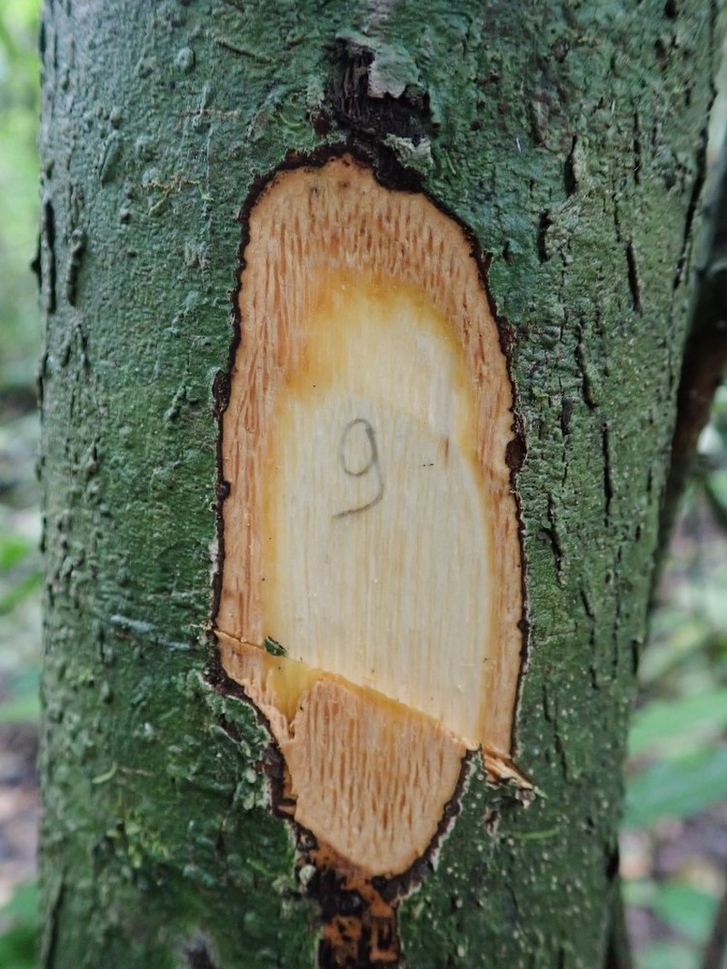 Diospyros piscatoria photo 2
