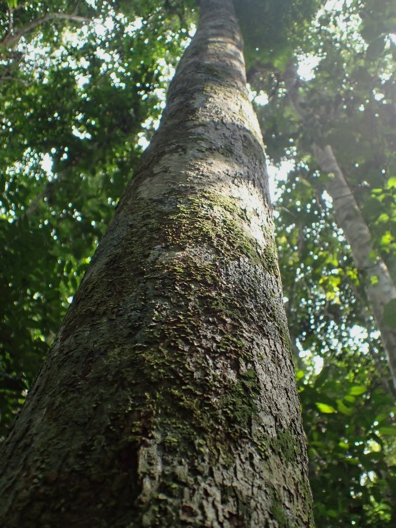 Diospyros piscatoria photo 3