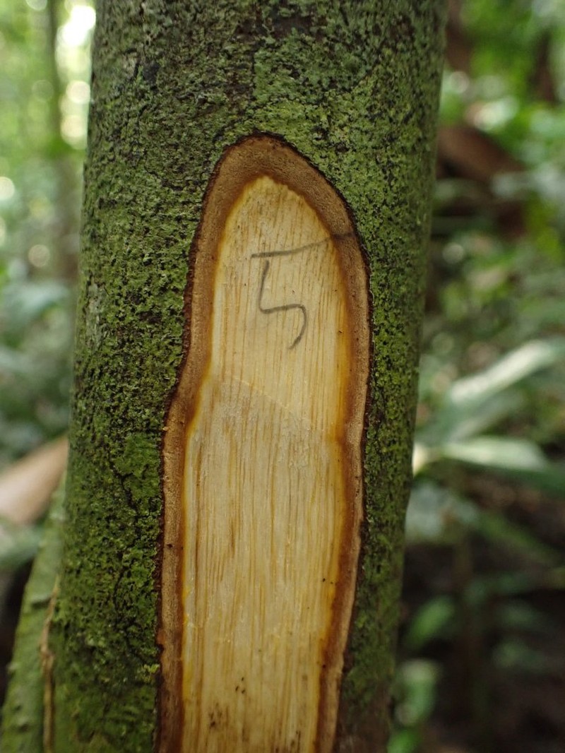 Diospyros piscatoria photo 4