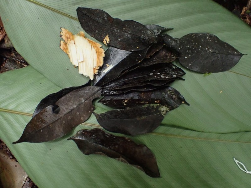 Diospyros piscatoria photo 5