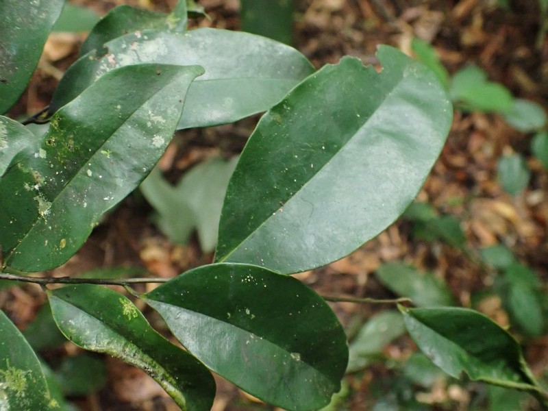 Diospyros piscatoria photo 6