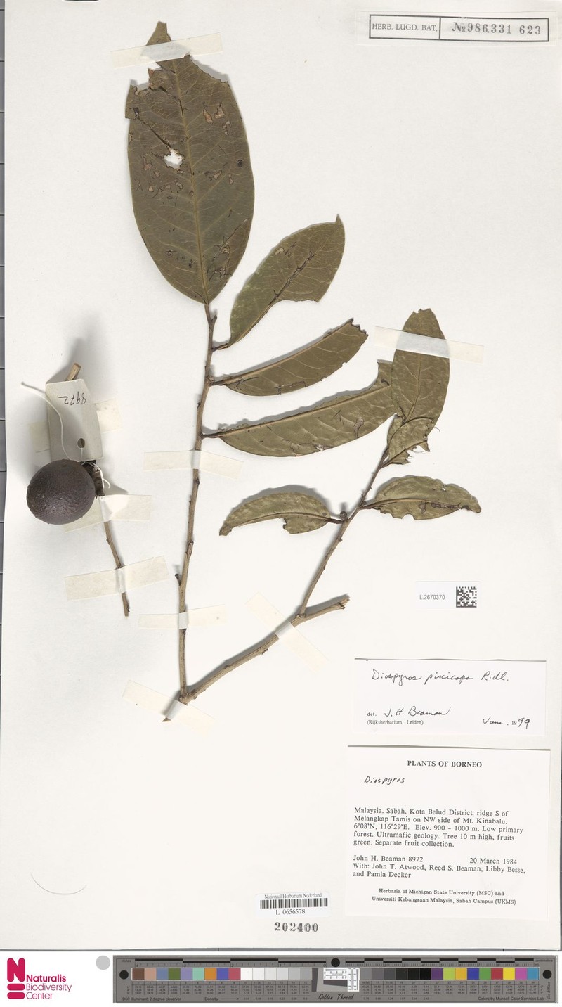Diospyros piscicapa
