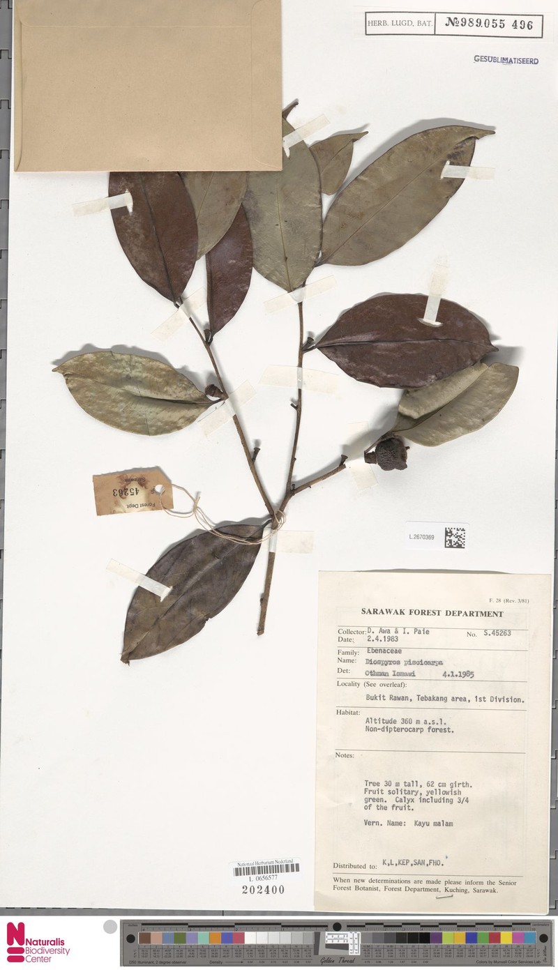 Diospyros piscicapa photo 2