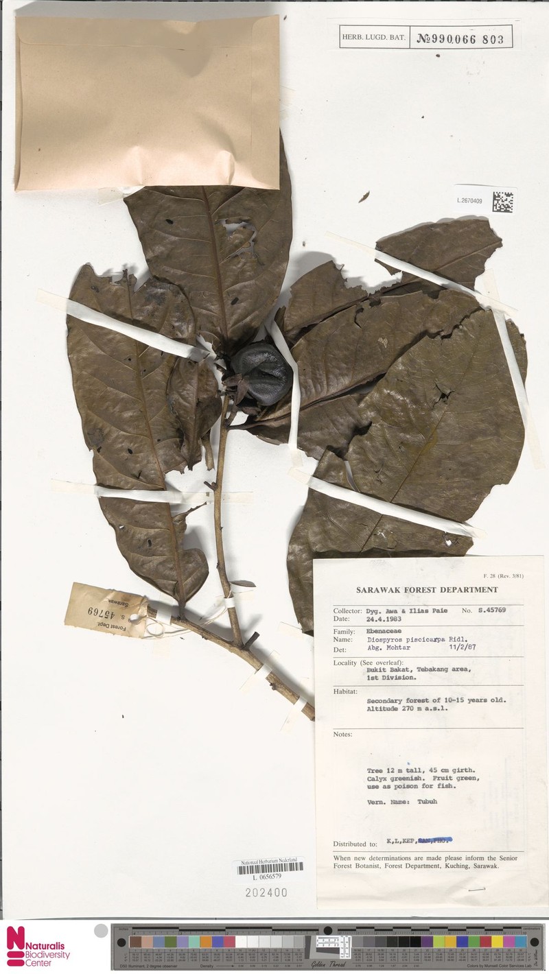 Diospyros piscicapa photo 3