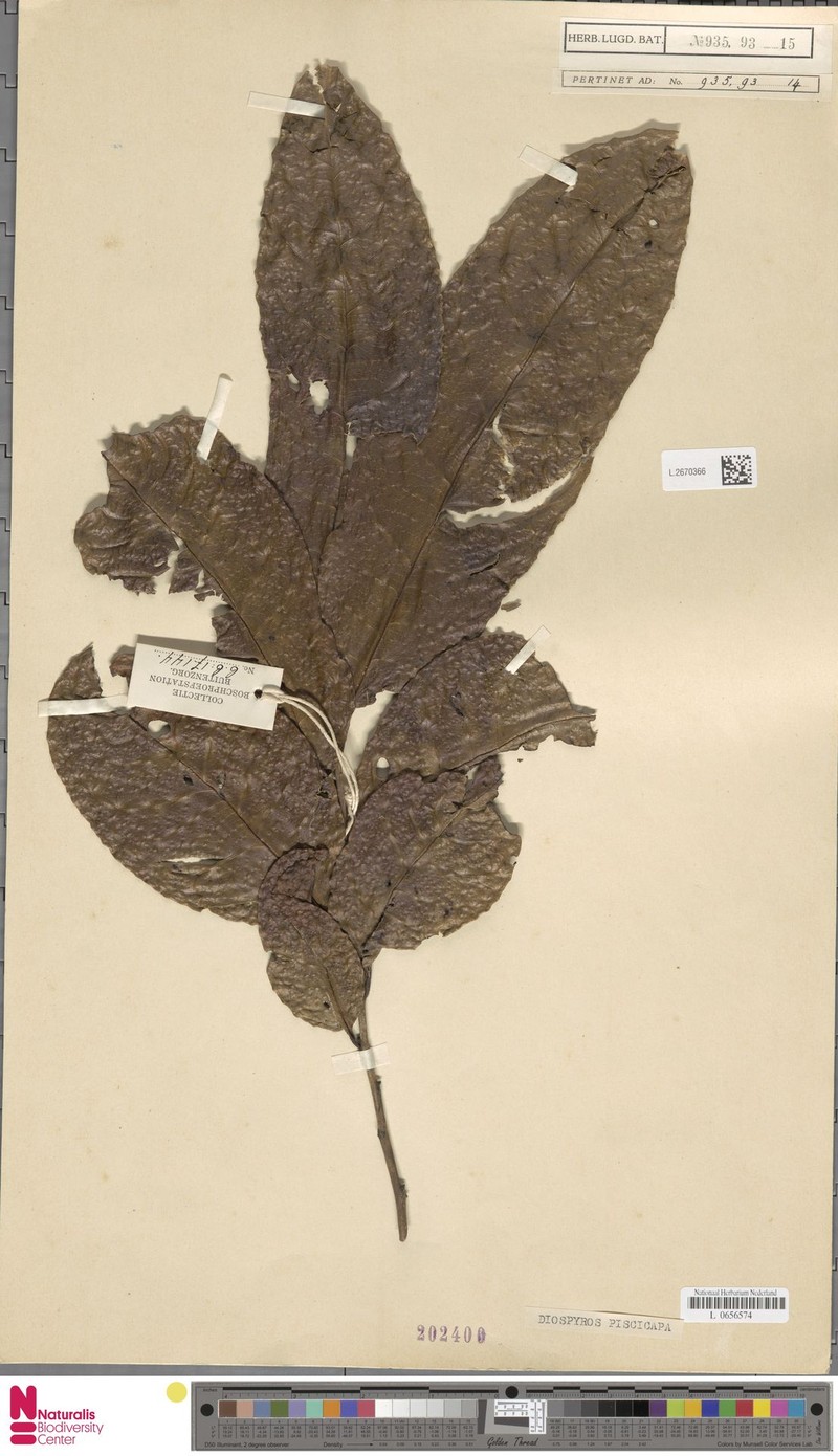 Diospyros piscicapa photo 5