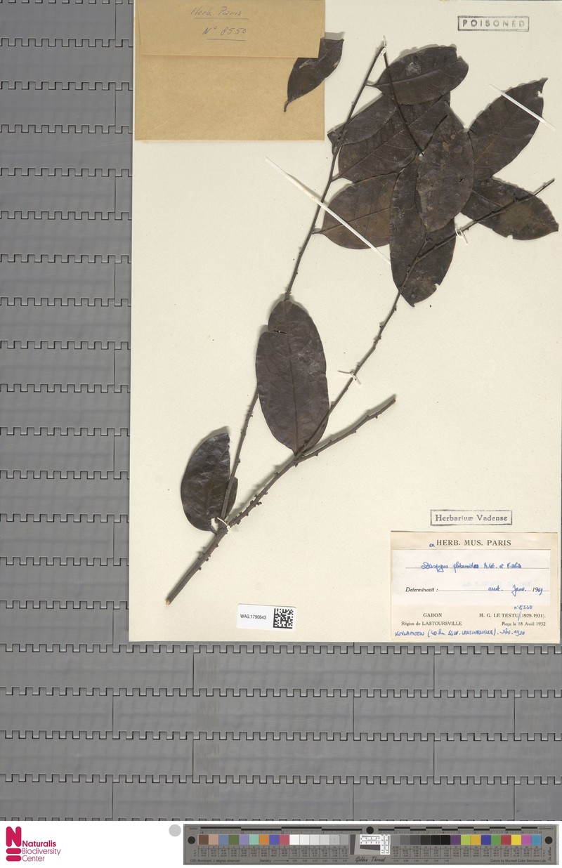 Diospyros platanoides