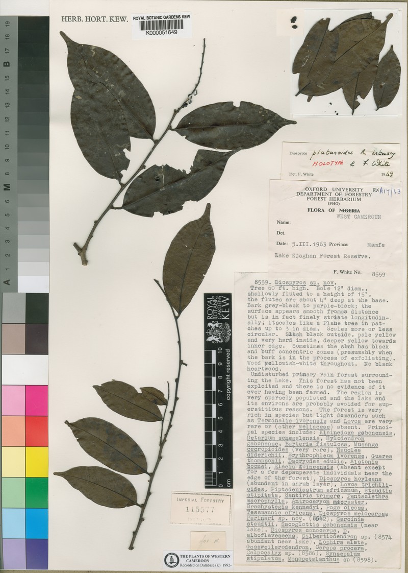 Diospyros platanoides photo 2