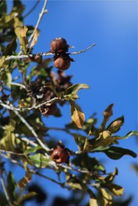 Diospyros platycalyx