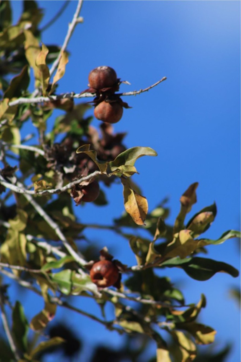 Diospyros platycalyx