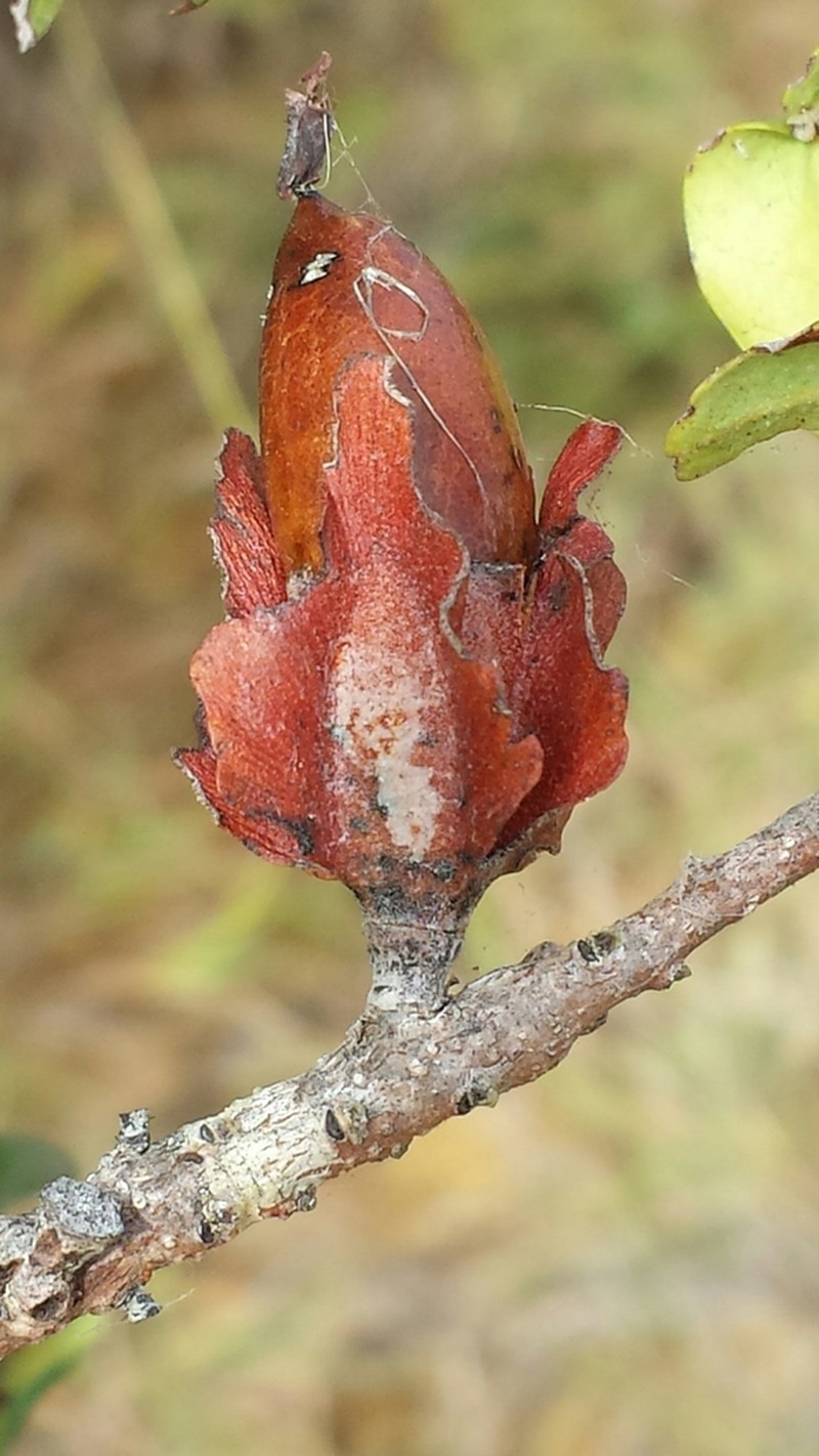 Diospyros platycalyx photo 2