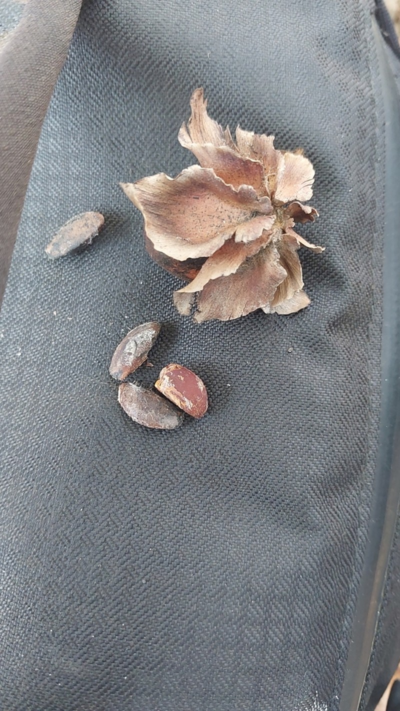 Diospyros platycalyx photo 3