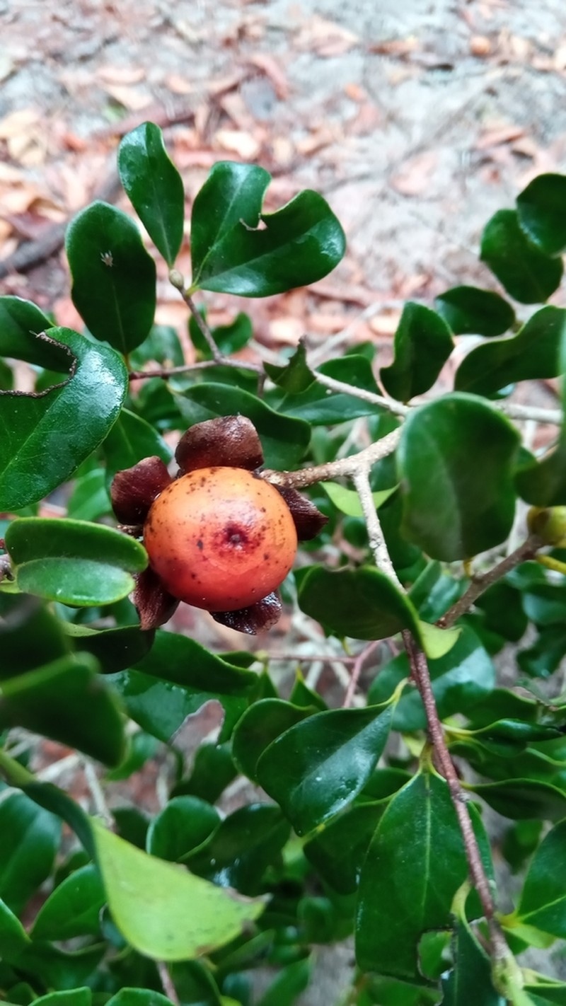 Diospyros platycalyx photo 4