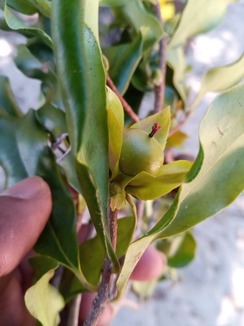 Diospyros platycalyx photo 5