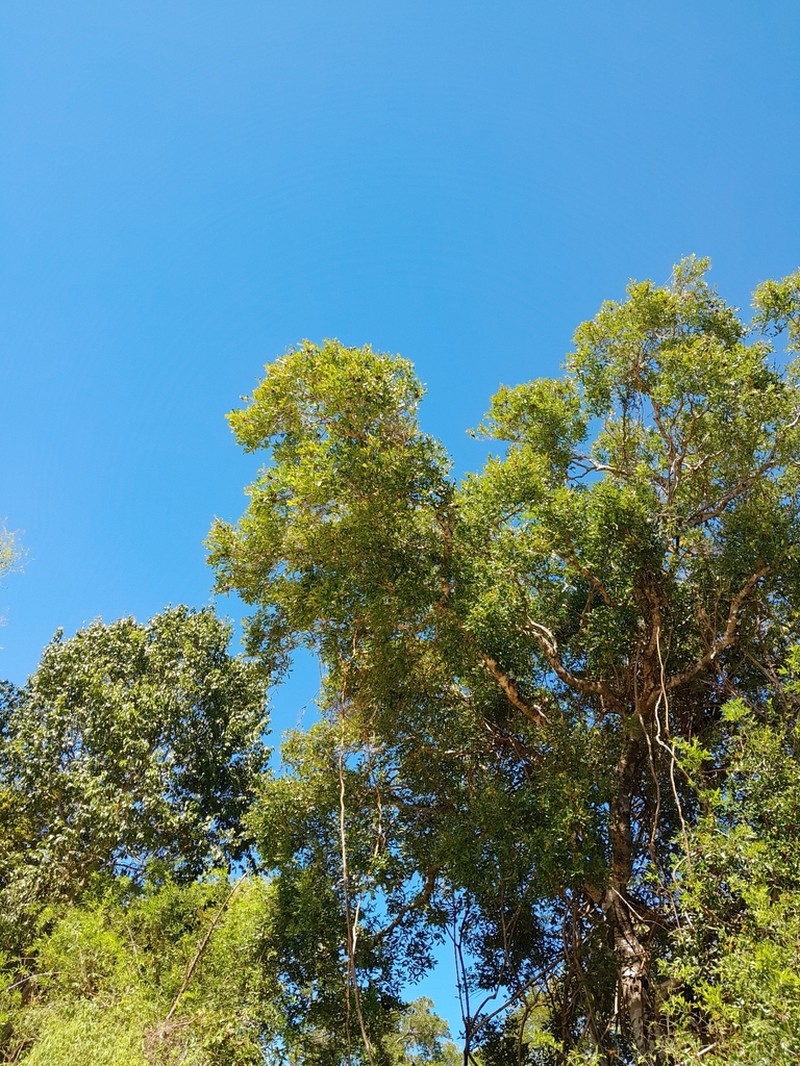 Diospyros platycalyx photo 6
