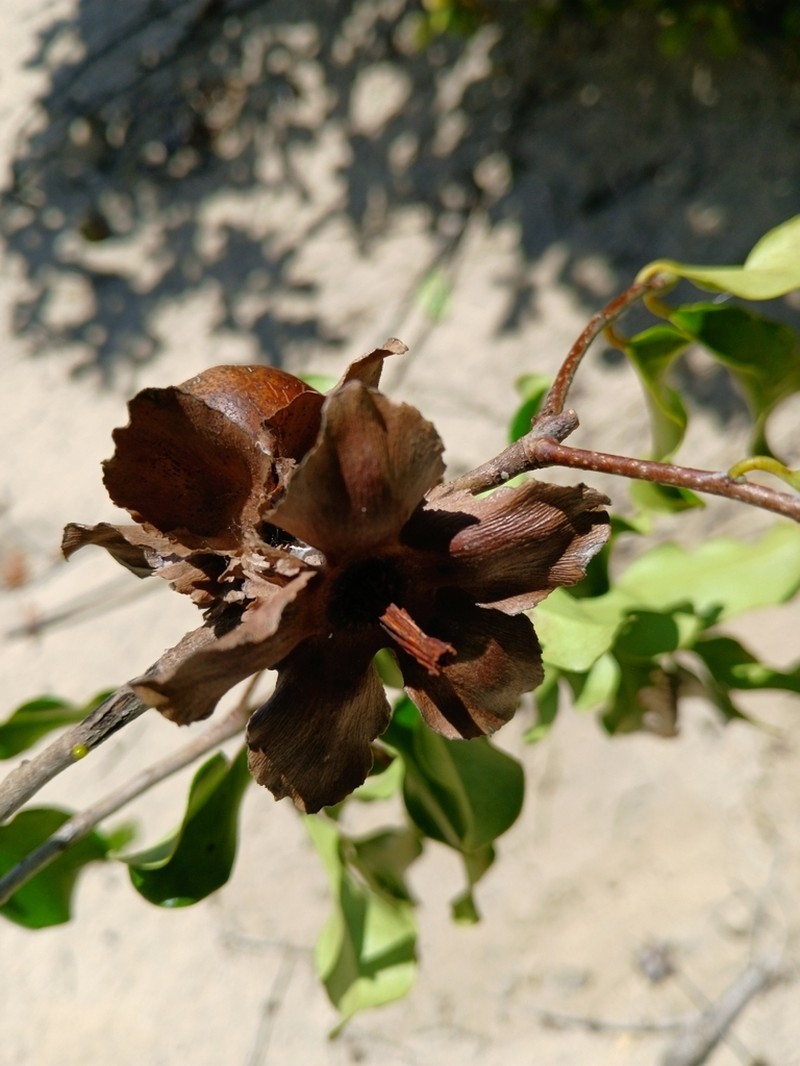 Diospyros platycalyx photo 7
