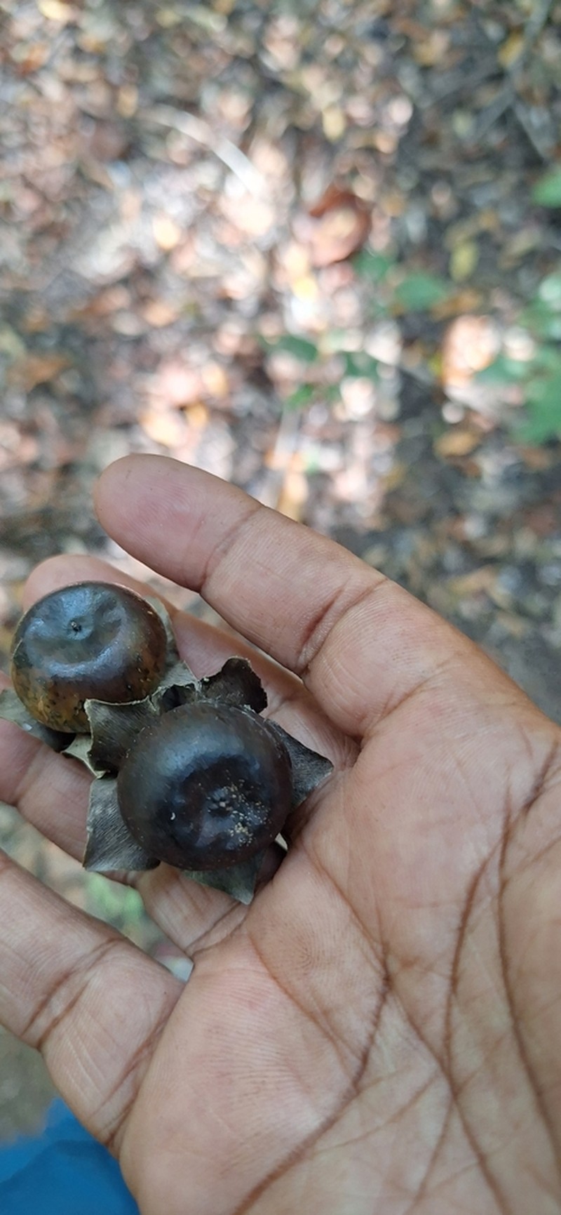 Diospyros platycalyx photo 8