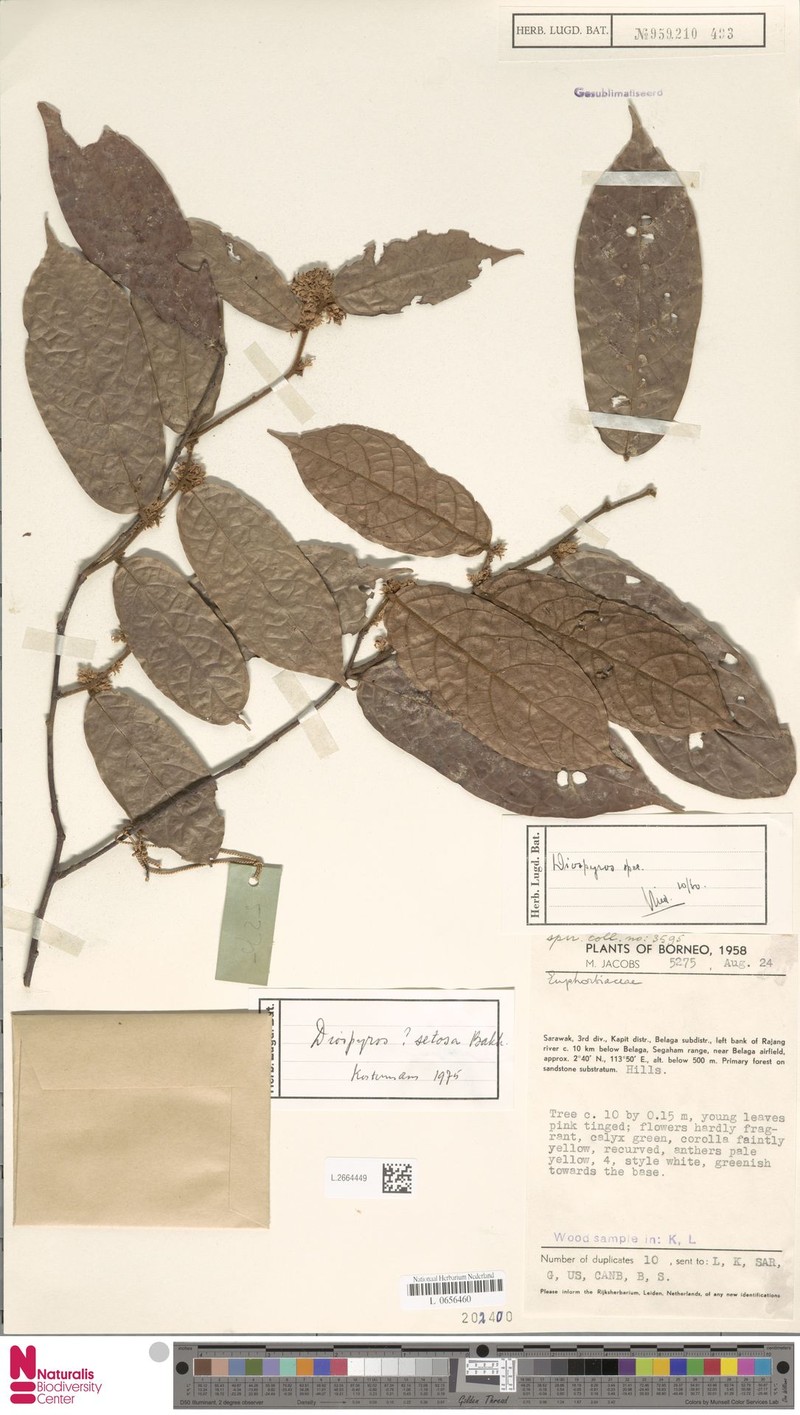 Diospyros plectosepala