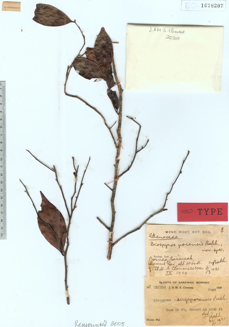 Diospyros plectosepala photo 2
