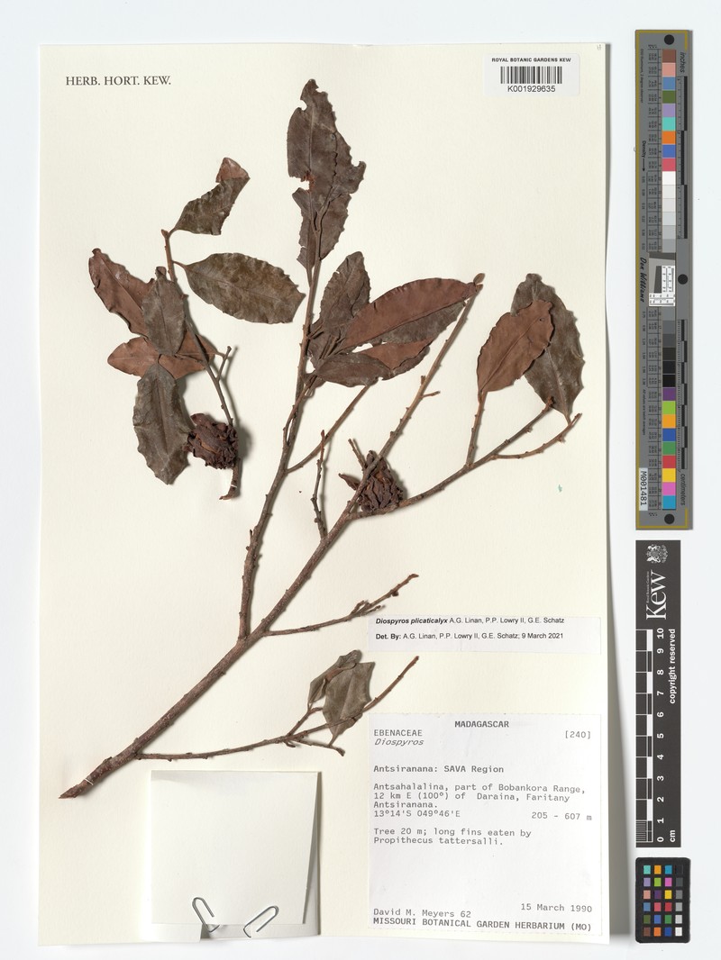 Diospyros plicaticalyx