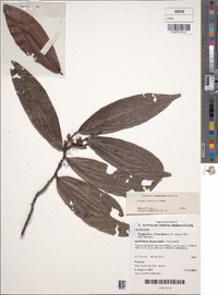 Diospyros pluviatilis