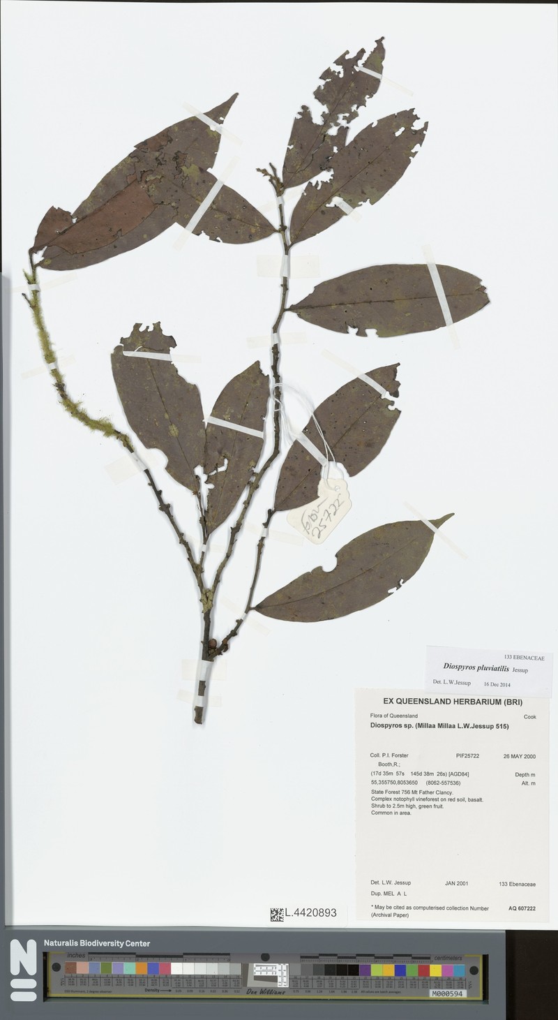 Diospyros pluviatilis photo 2